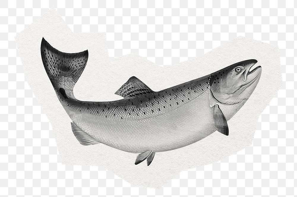 Salmon fish png sticker, collage element in transparent background