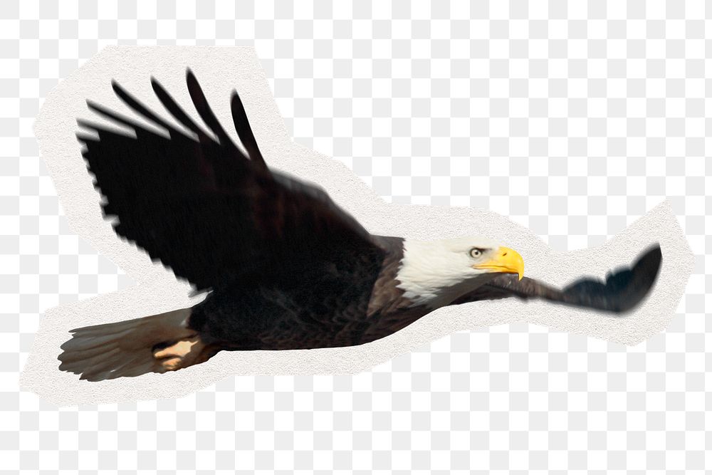 Flying eagle png digital sticker, collage element in transparent background