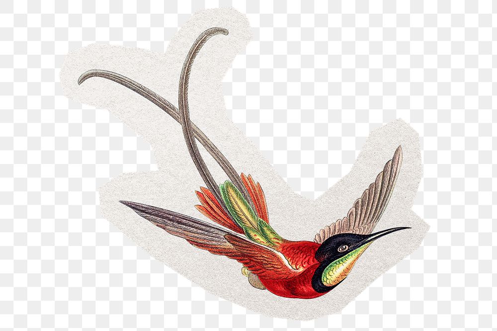 PNG vintage bird illustration sticker, collage element in transparent background