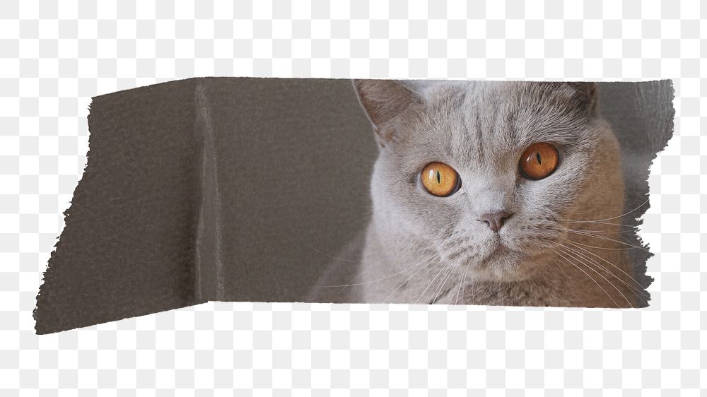Cat washi tape png sticker, collage element, transparent background