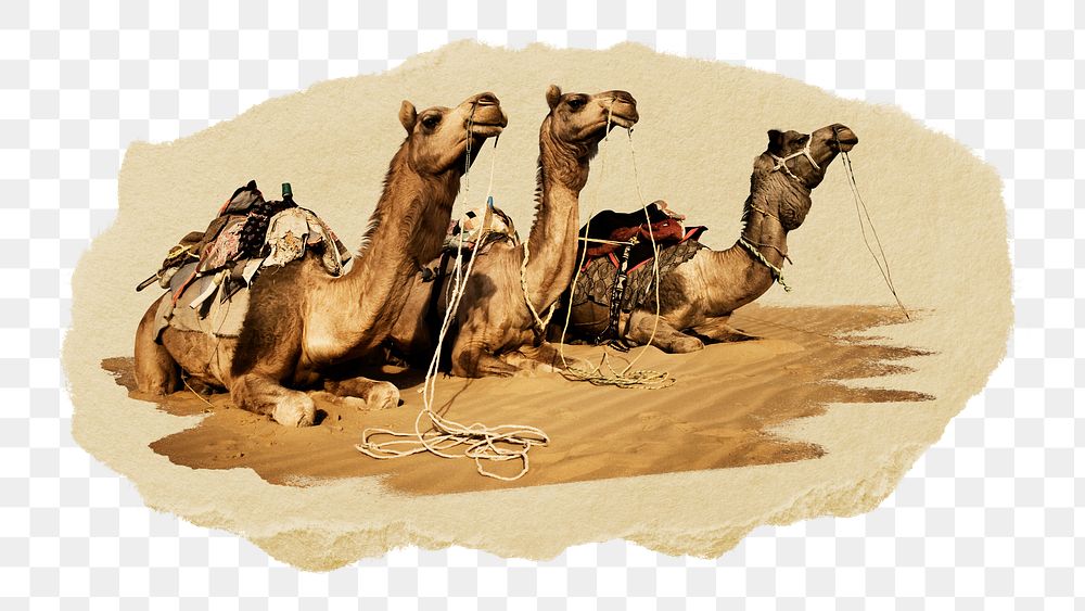 PNG Group of camels, collage element, transparent background