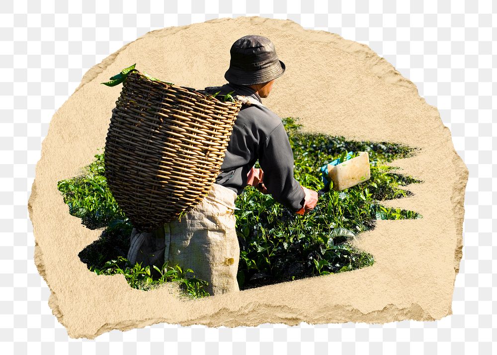 PNG Tea picker harvesting tea leaves, collage element, transparent background