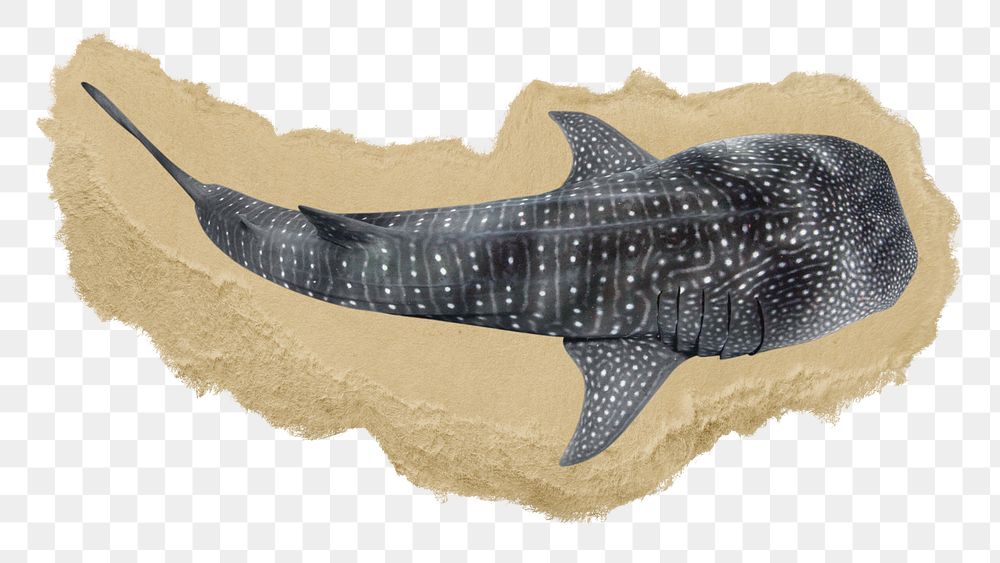 Whale shark png sticker, ripped paper, transparent background