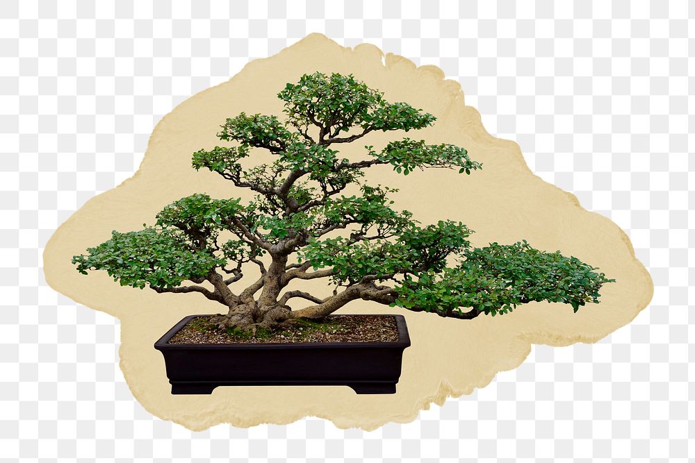 Bonsai tree png sticker, ripped paper, transparent background