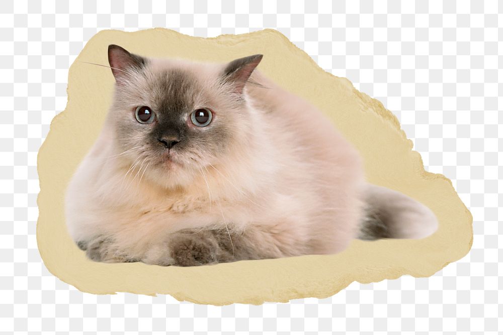 Ragdoll cat png sticker, ripped paper, transparent background