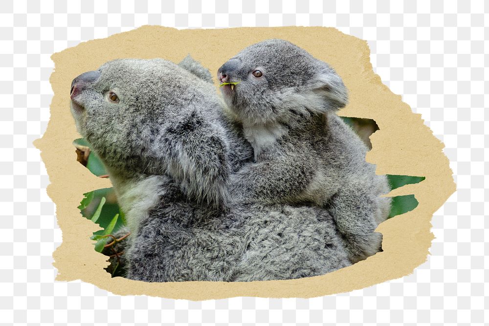 PNG Koala with baby on a tree branch, collage element, transparent background