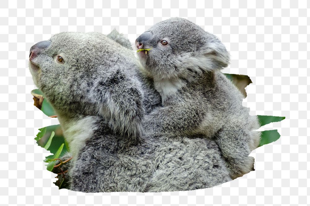 PNG Koala with baby on a tree branch, collage element, transparent background