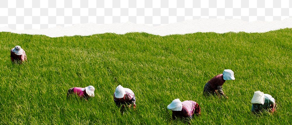 Paddy field png border, ripped paper effect, transparent background