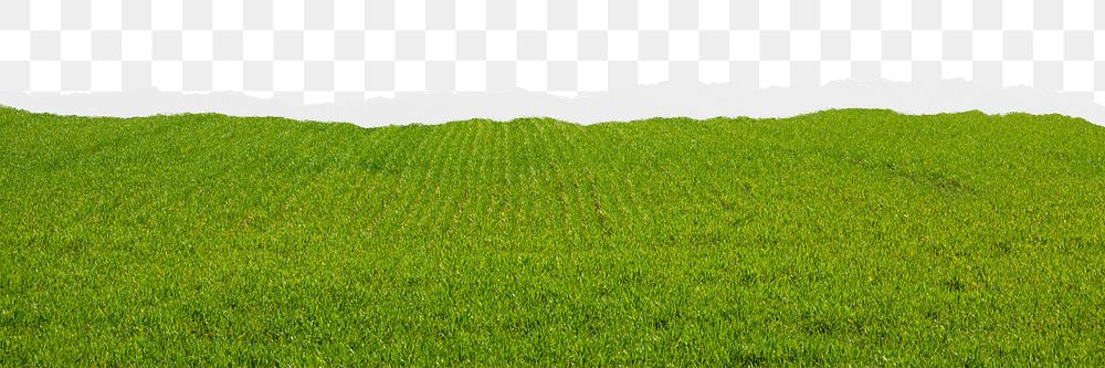 Green grass field png border, torn paper design, transparent background