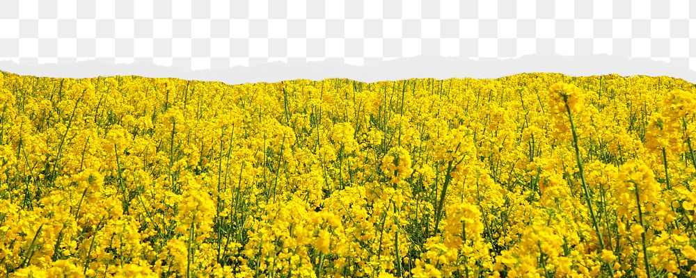 Rapeseed flower field png border, torn paper design, transparent background