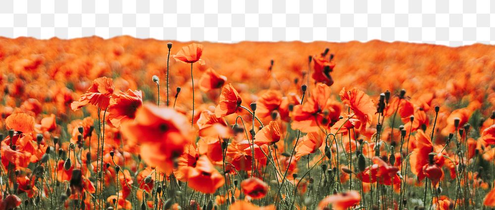 Red poppy flower png border, Spring image, transparent background