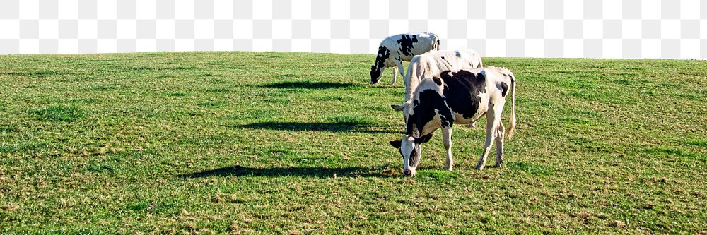 Cows eating grass  png border, agriculture photo, transparent background