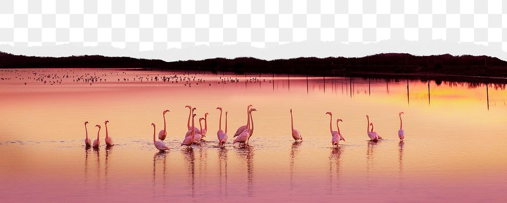 Flamingos at sunset png border, torn paper design, transparent background