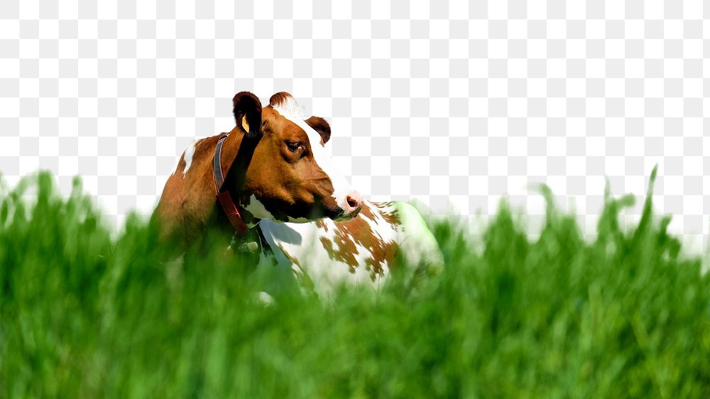 PNG cow on a meadow , collage element, transparent background