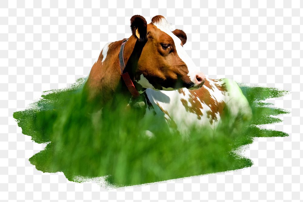 PNG cow on a meadow , collage element, transparent background