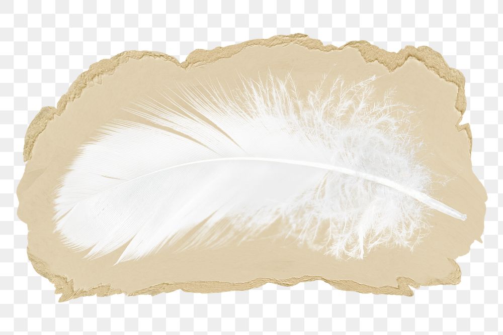 Bird feather png sticker, ripped paper, transparent background