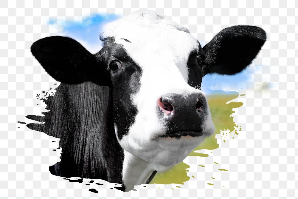 Cow png sticker, farm animal, transparent background