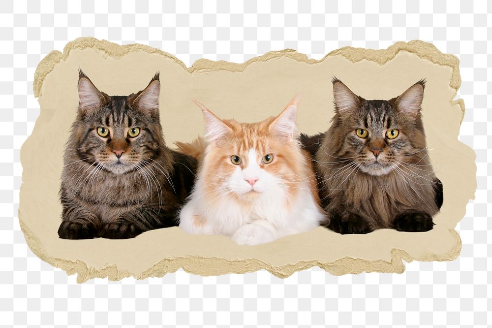 Maine Coon cats png sticker, ripped paper, transparent background