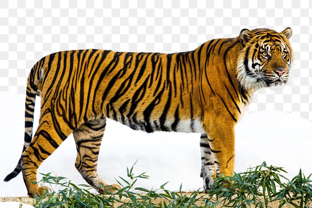 PNG Sumatran Tiger, collage element, transparent background