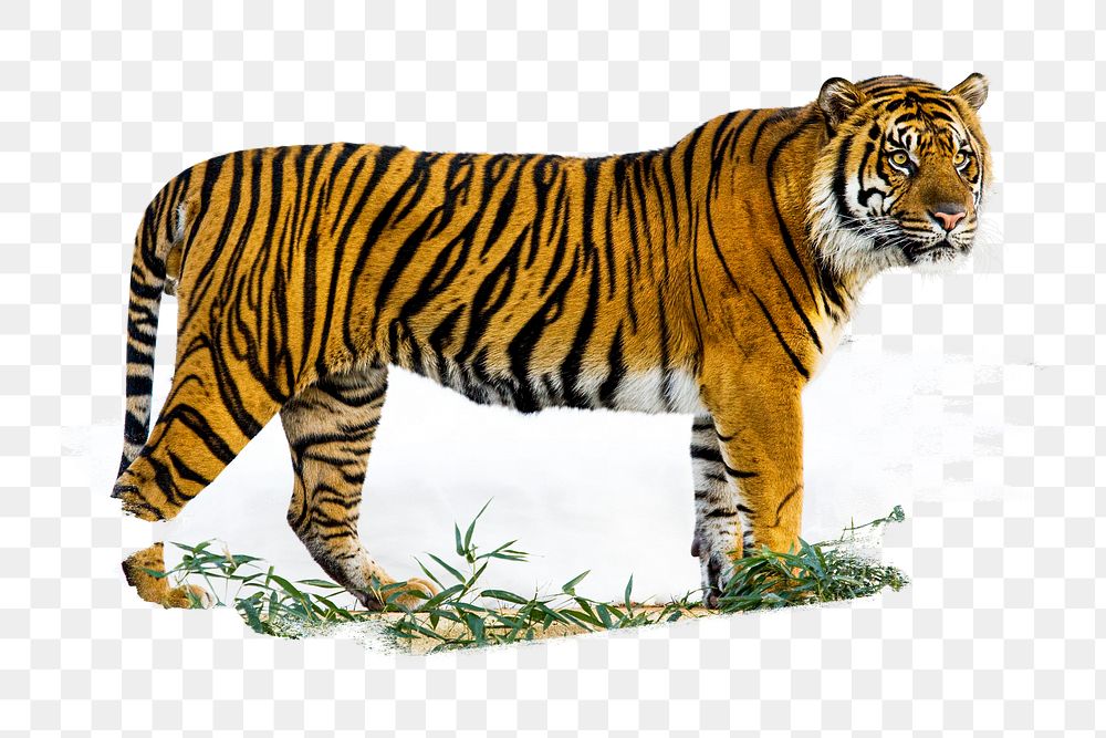 PNG Sumatran Tiger, collage element, transparent background