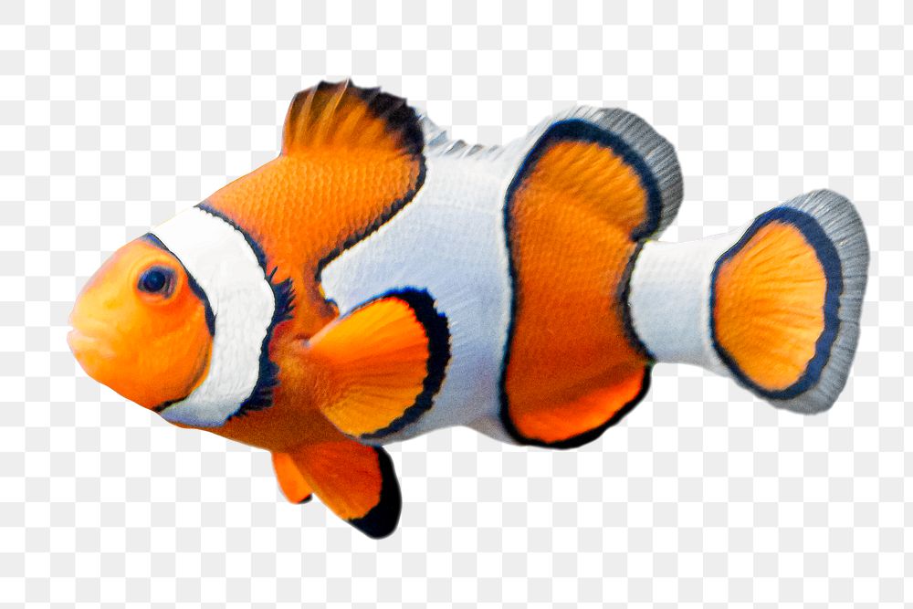 Clownfish png sticker, sea animal on transparent background