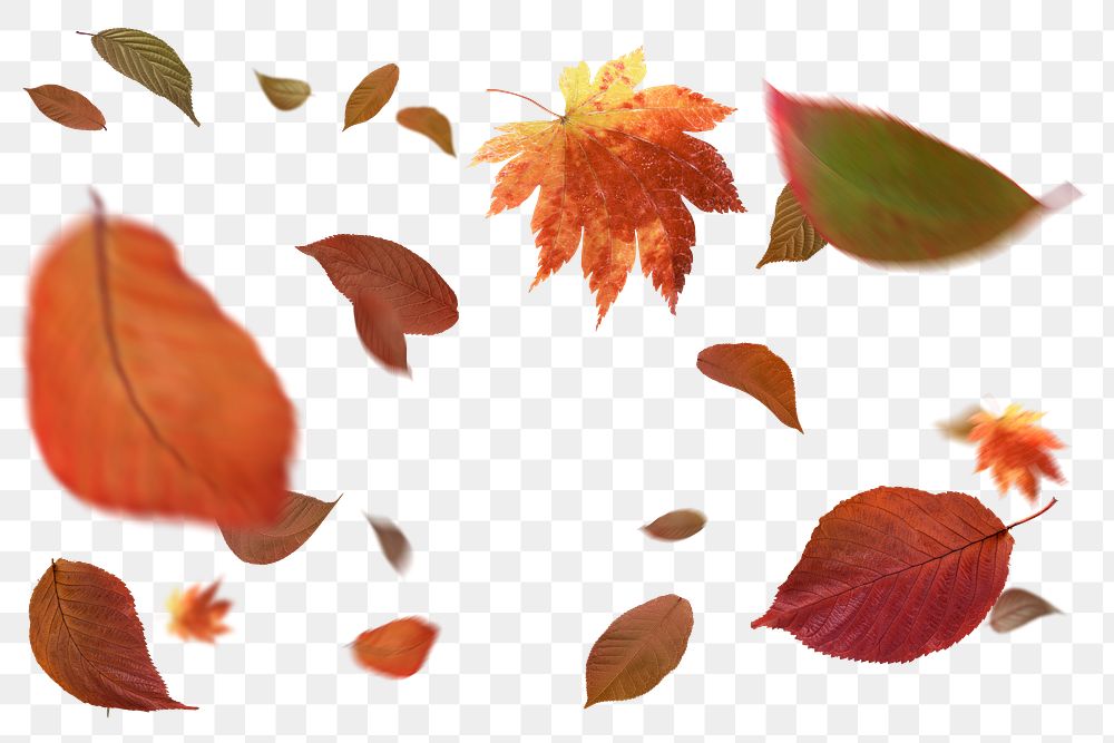 Floating Autumn png leaves sticker, Fall season aesthetic, transparent background