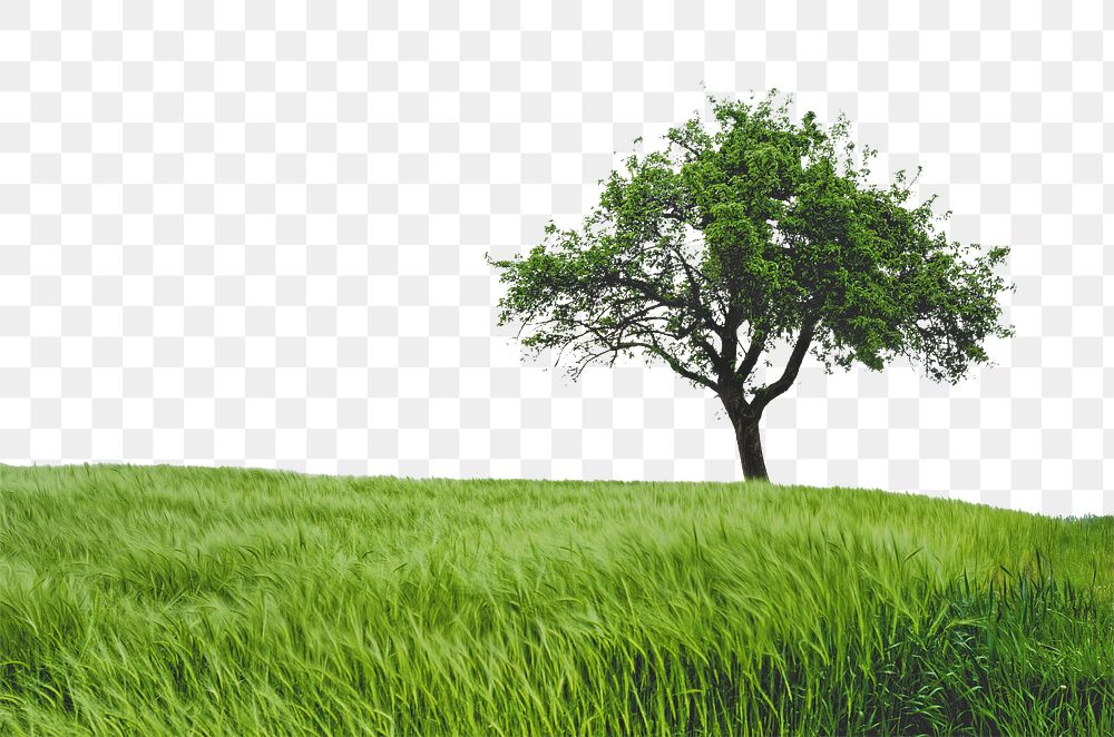 Lone tree png border, grass field image, transparent background