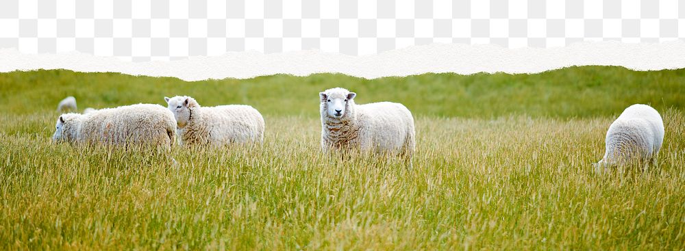 Png sheep border, torn paper collage, transparent background