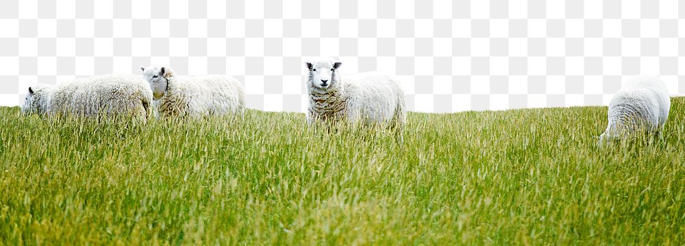 Png green meadow border, sheep, transparent background