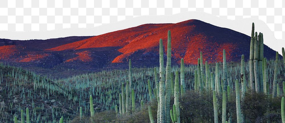Cactus landscape png border, torn paper design, transparent background