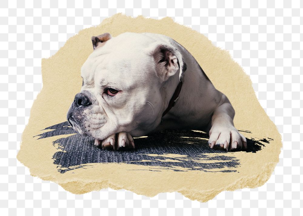 PNG A white bulldog, collage element, transparent background