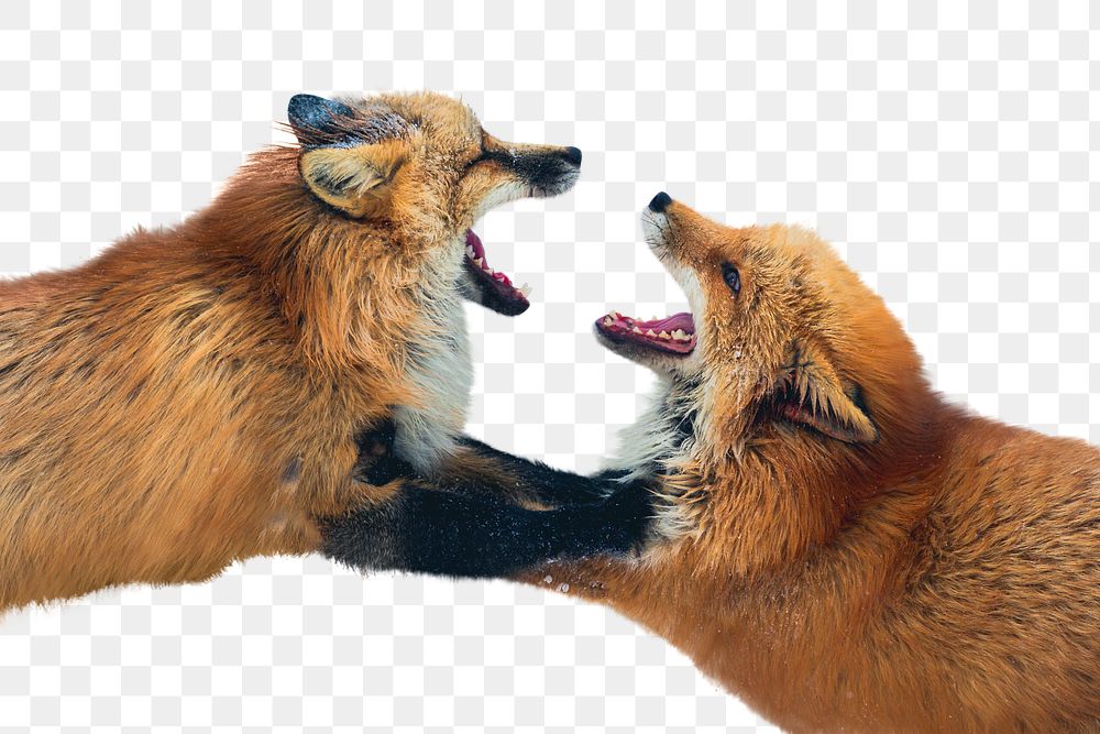 Red fox fighting png sticker, animal, transparent background