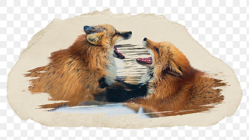 Red fox fighting png sticker, ripped paper, transparent background