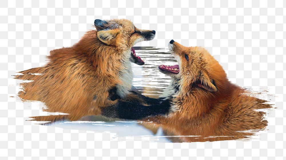 Red fox fighting png sticker, animal, transparent background