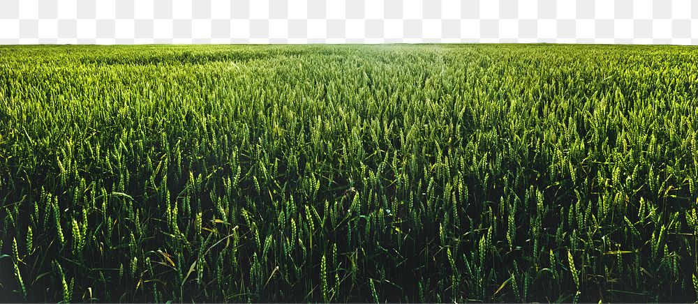 Green meadow png border, agriculture photo, transparent background