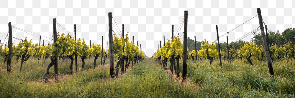 Vineyard png border, agriculture photo, transparent background