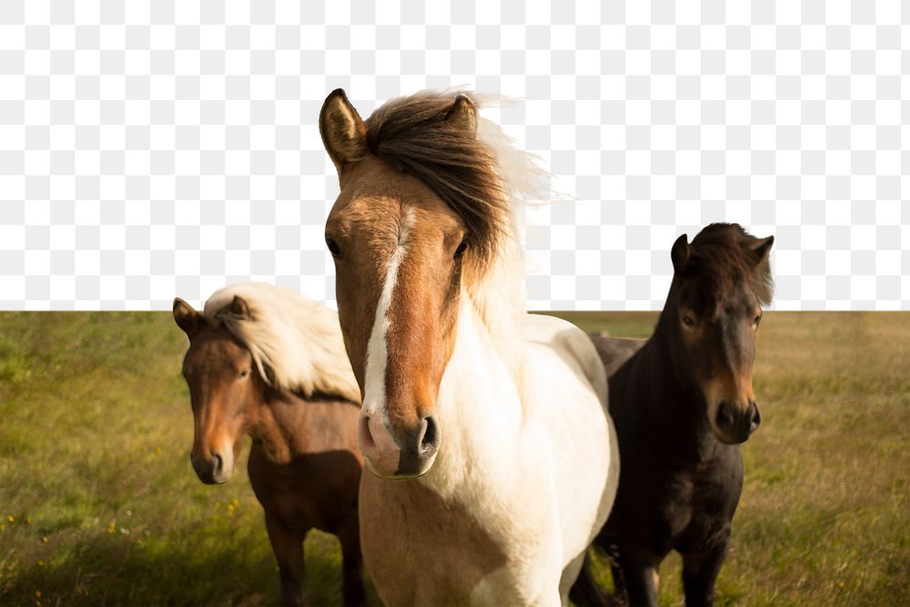 PNG Three horses standing close to each other, collage element, transparent background