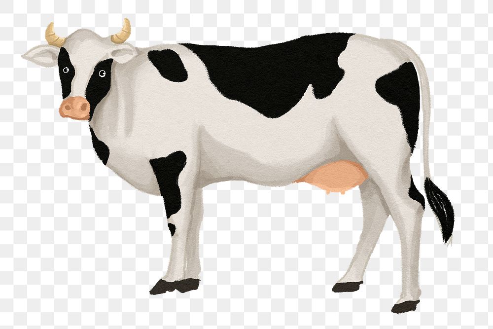 Dairy cattle, cow png sticker, watercolor animal illustration, transparent background