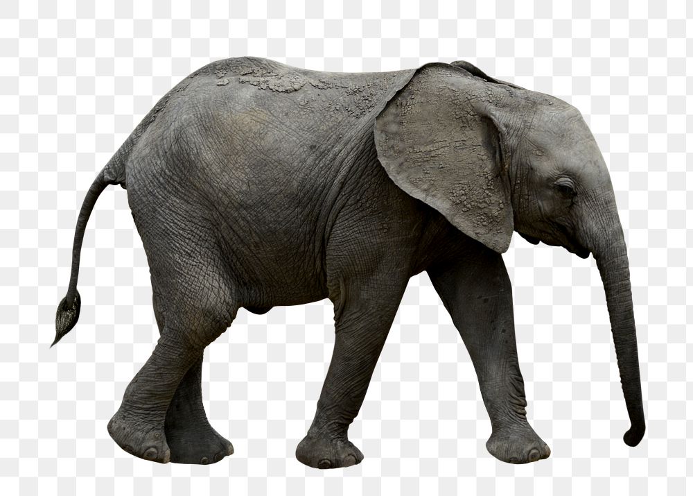 African elephant png sticker, transparent background