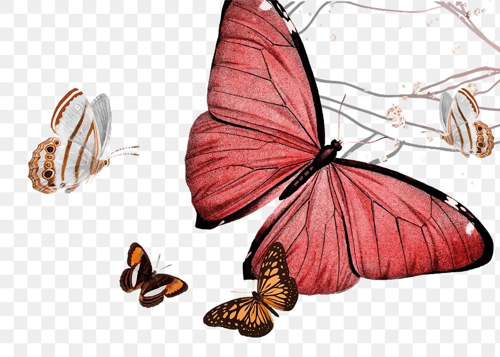 Butterfly png border, transparent background