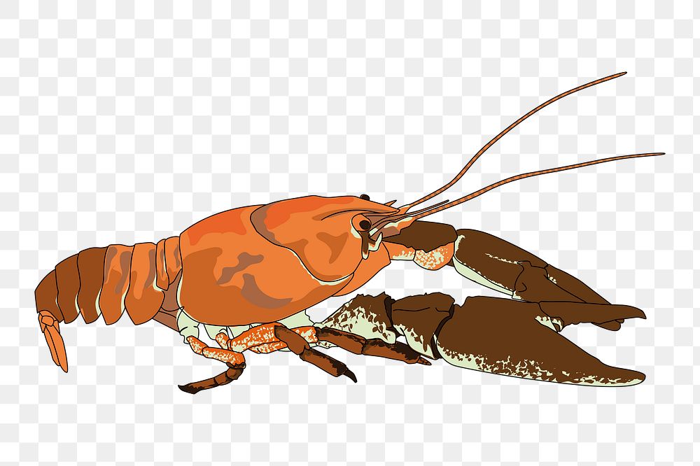 White-clawed crayfish png sticker illustration, transparent background. Free public domain CC0 image.