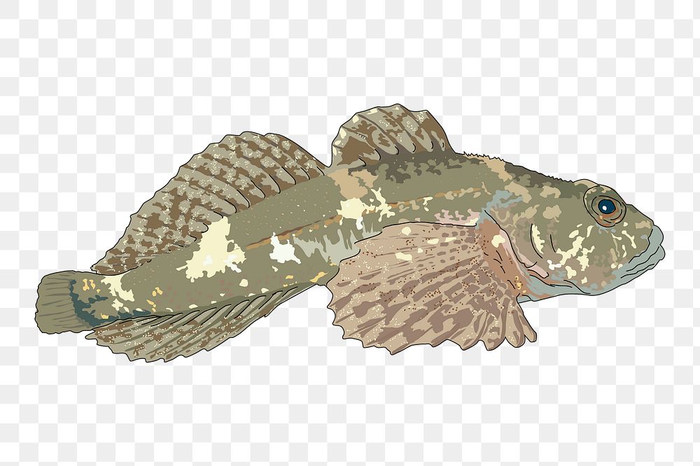 Sculpin fish png sticker illustration, transparent background. Free public domain CC0 image.
