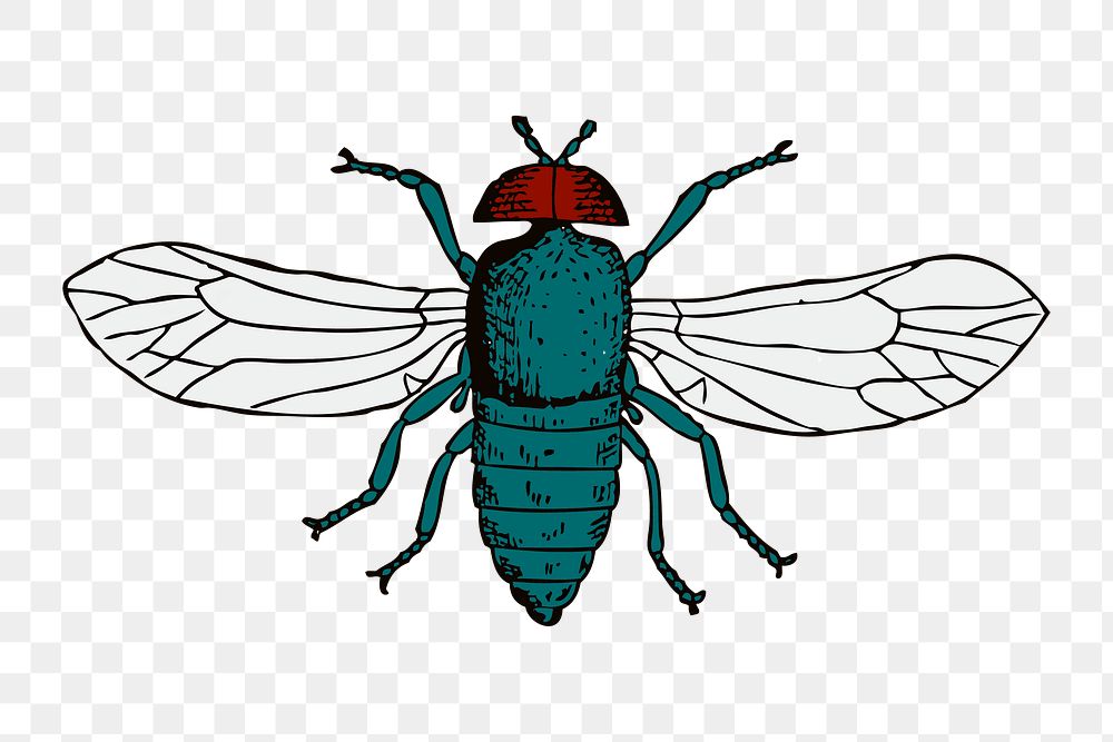 Insect png illustration, transparent background. Free public domain CC0 image.