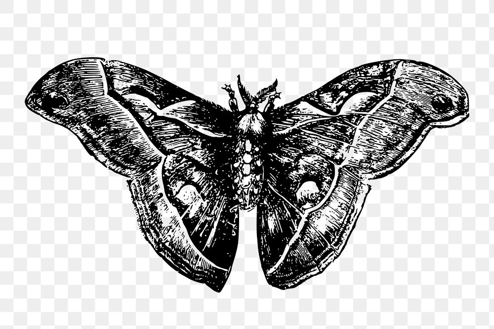 Moth png illustration, transparent background. Free public domain CC0 image.