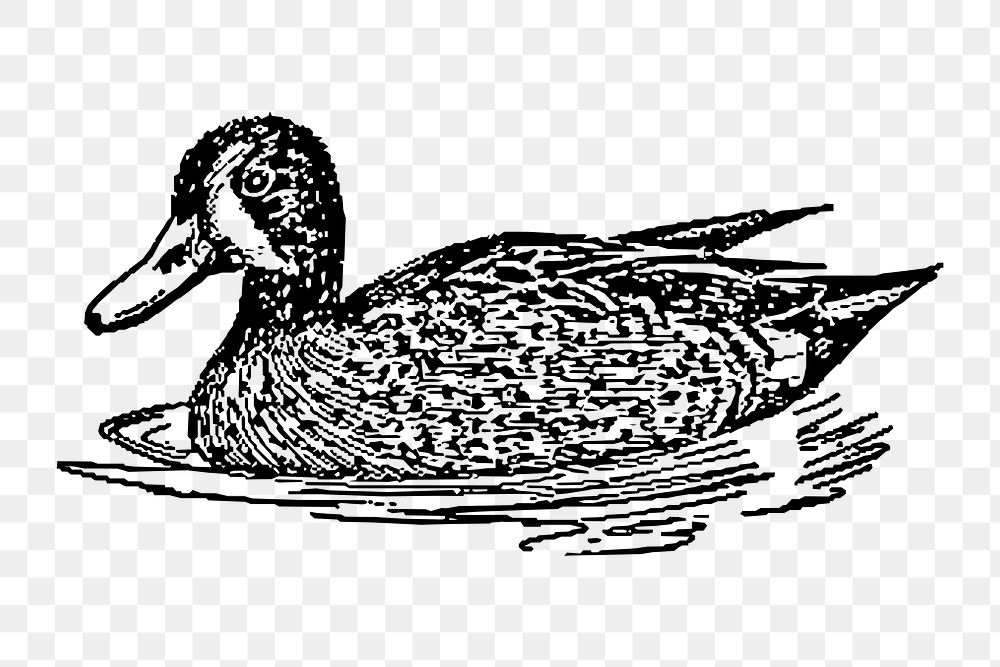 Duck png sticker, transparent background. Free public domain CC0 image.