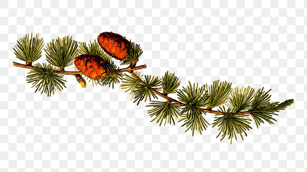 Conifer branch png illustration, transparent background. Free public domain CC0 image.