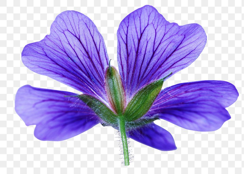 Purple flower png sticker, transparent background