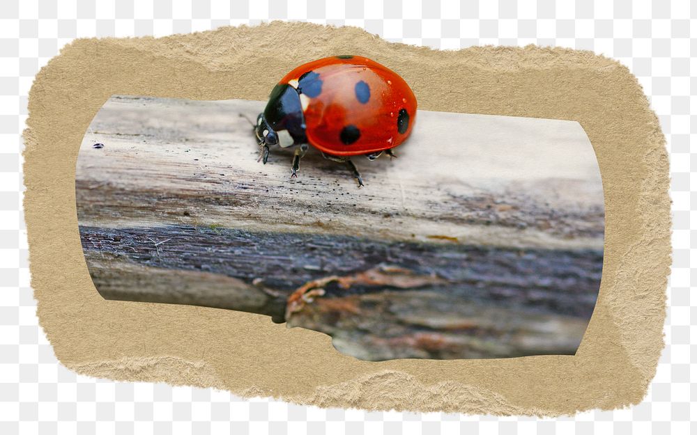 Ladybug png sticker, ripped paper on transparent background 