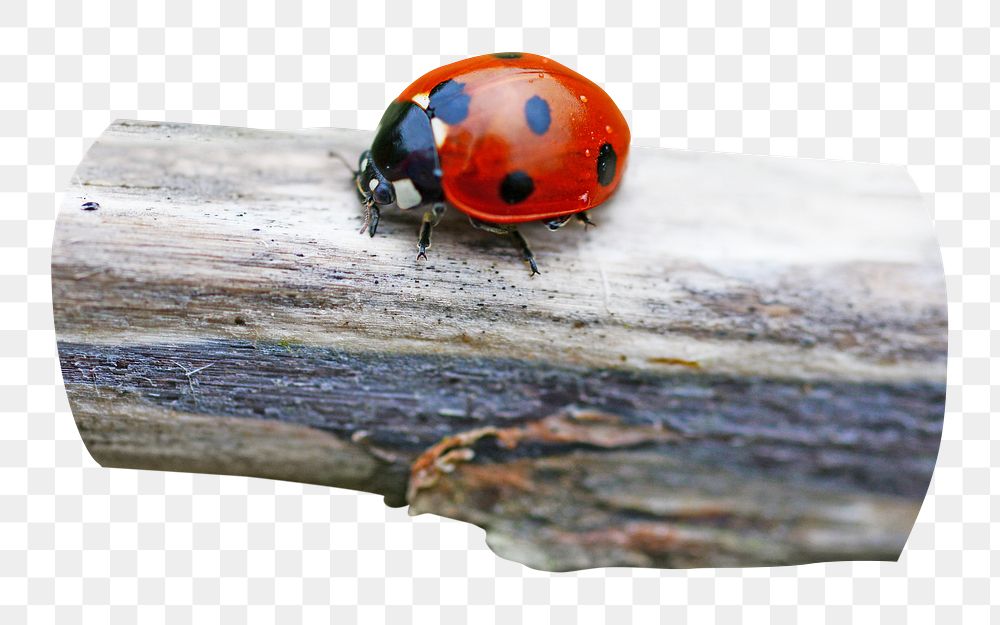 Ladybug png sticker, transparent background