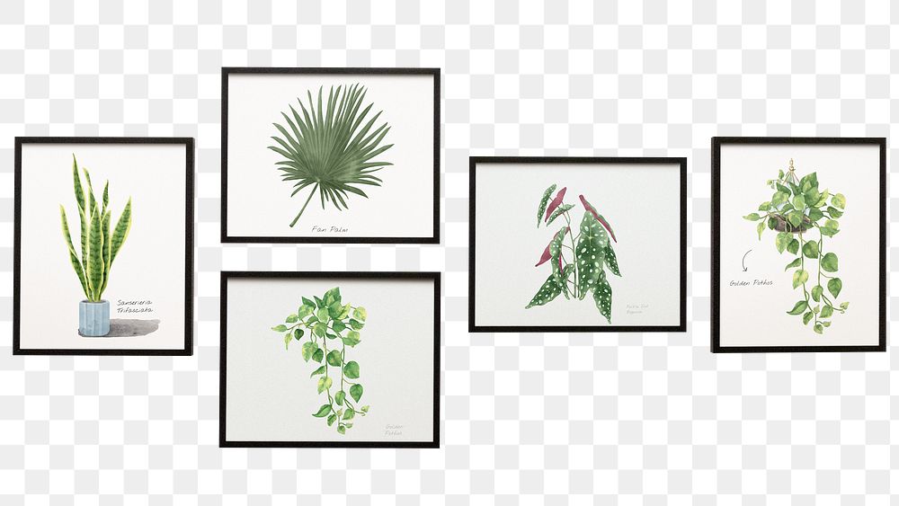 Gallery wall png plants sticker, transparent background